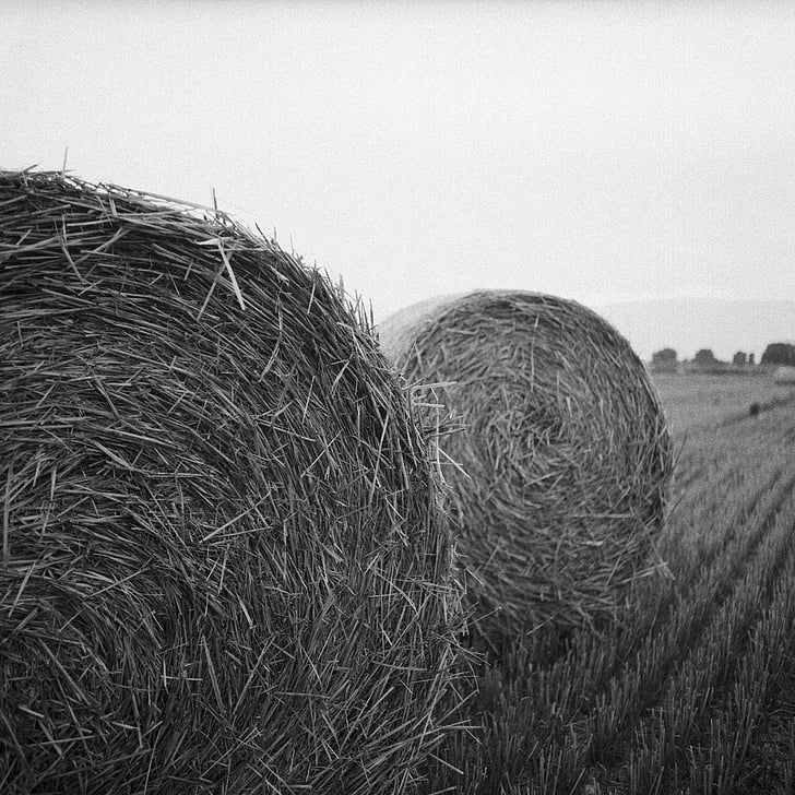 Landwirtschaft, Bale, schwarz-weiß-, schließen, Landschaft, Bauernhof, Feld