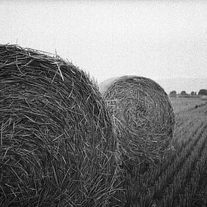 poľnohospodárstvo, Bale, čierno-biele, detail, vidiek, farma, pole