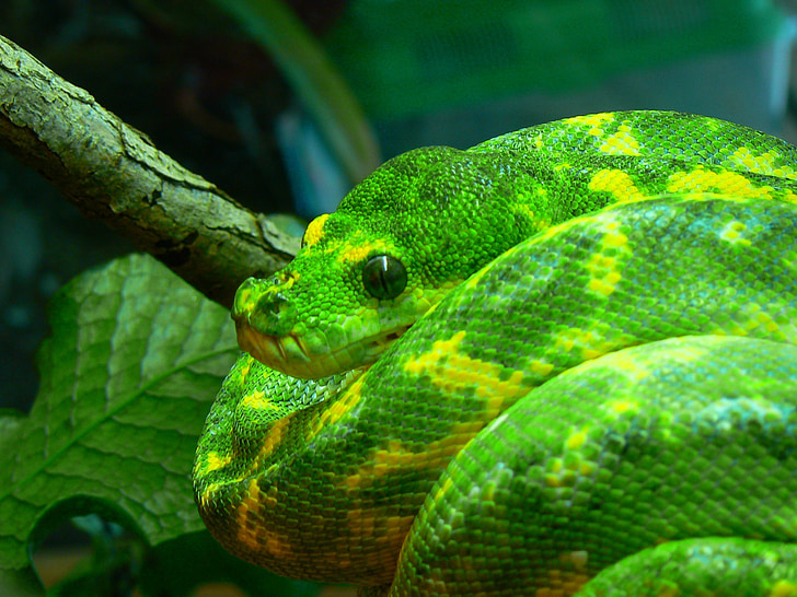 python vert arbre, serpent, lové, faune, nature, arbre, Direction générale de la