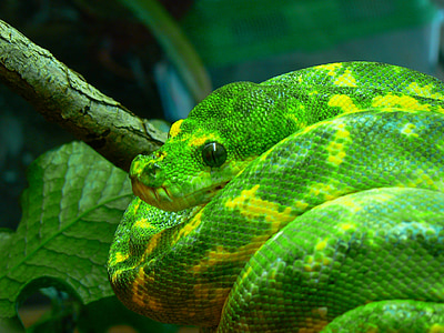 zöld fa python, kígyó, spirál, vadon élő állatok, természet, fa, fióktelep