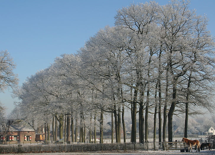 zimowe, Soest, drzewa, śnieg, Zing, Natura, biały
