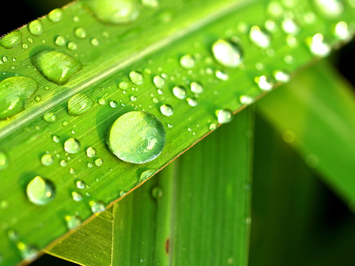 น้ำ, หยด, ใบ, หญ้า, สีเขียว, น้ำค้าง, ฝน