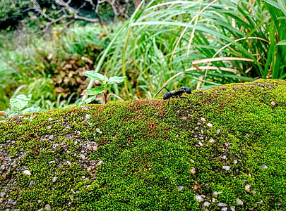 ant, moss, macro, bug, insect, nature, lush