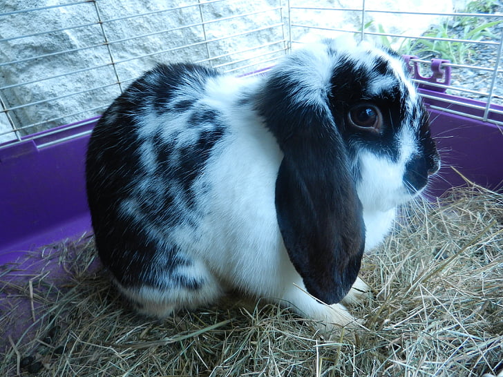 conejo de conejito, animales, blanco y negro, mascota, negro, blanco, flora y fauna