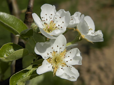 Blume, Zweig, Birne, Frühling, Natur