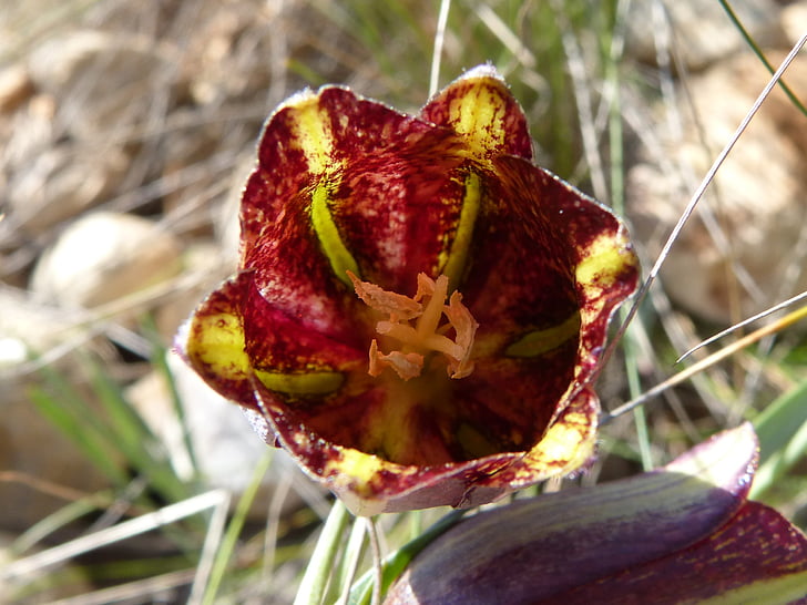 Fritillaria messanensis, Fritillaria, fleur sauvage, Priorat, Montsant