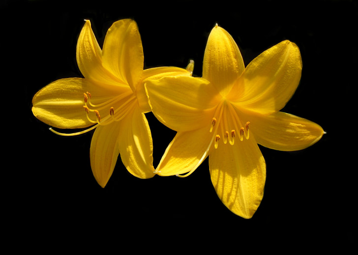 dag lily, blomst, gul, Blossom, forår, blomstrende, blomstermotiver