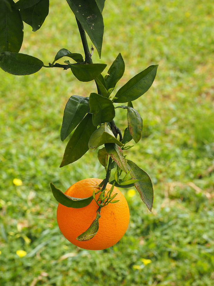 pomarańczowy, owoce, pomarańczowe drzewa, drzewo, barwinek, owoców cytrusowych, Diamond zielony