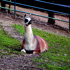 Lama, Parque zoológico, mundo animal, Parque de vida silvestre, furry, cabello, Fluffy