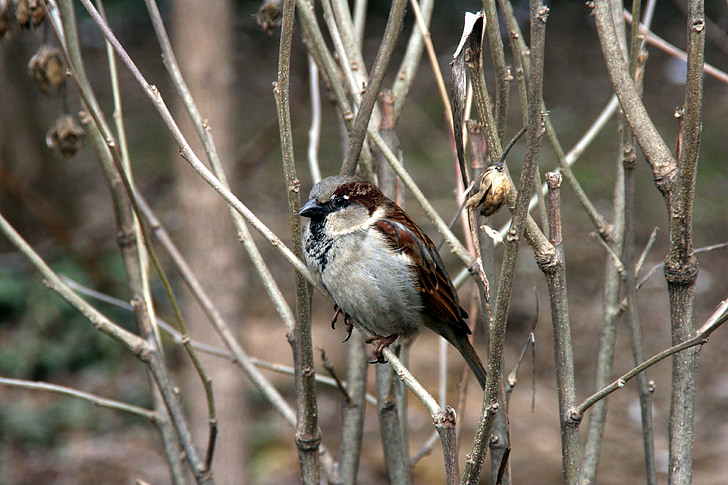 sparrow, tree, birds