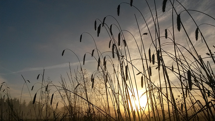 grain, sunrise, natural, mark, morning
