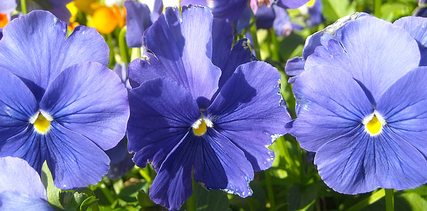 pansy, blue, floral, plant, bloom, spring, petal