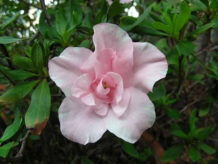 Azalija, rožinė Azalija, šviesiai rožinė Azalija, rožinė, rožinė gėlė, rožinės gėlės, šviesiai rožinė