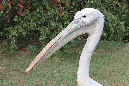 Pelican, pássaro, jardim zoológico, o palmyra, França, -de-bico, animal