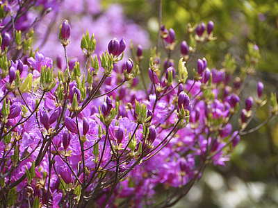 cvetje, Azalea, Mount azalea
