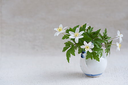 Tổng thống Bush-windröschen, Ranunculaceae, anemone nemorosa, mùa xuân hoa, bloomer đầu, Hoa, trắng