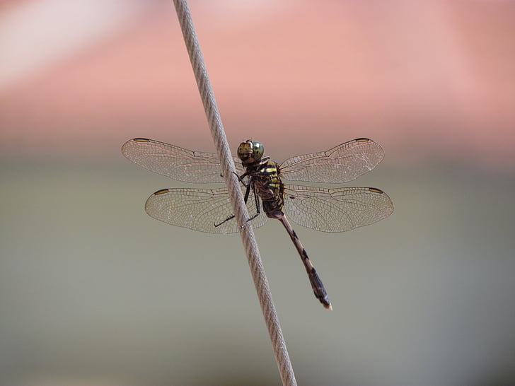 Dragonfly, zvíře, detail