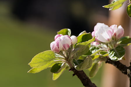 apple tree flowers, apple tree, branch, flowers, apple blossoms, tree blossoms, fruit formation