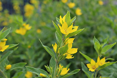 flors, verd, groc, planta, l'estiu, natura, fulla