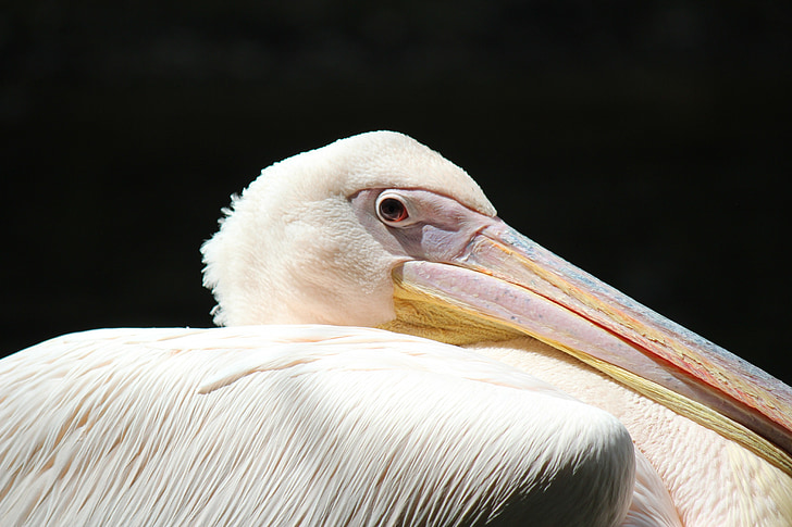 pelikan, animal, zoo, bird, bill, sea birds, nature