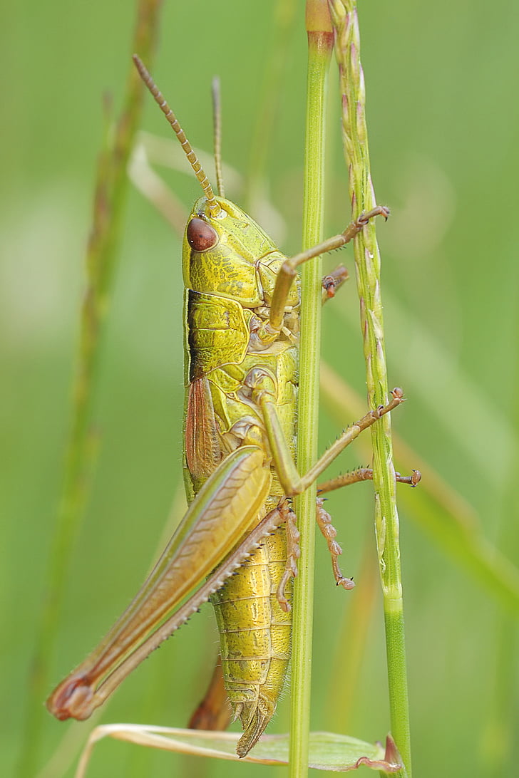 close-up, grasshopper, insect, macro