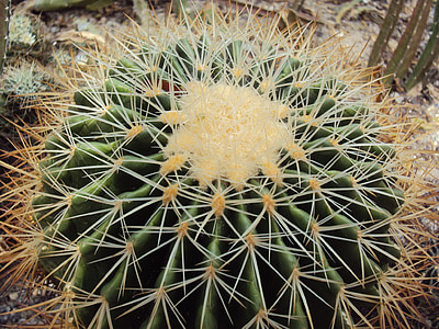 Cactus, törnen, naturen, trädgård, växter, vegetation, Thorn