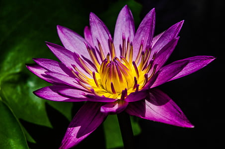 water lily, pretty purple water lily, waterlily, flower, garden, lake, bloom