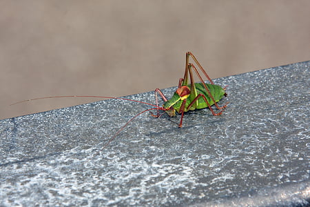 insect, animal, grasshopper, nature, green, pest control, grasshoppers