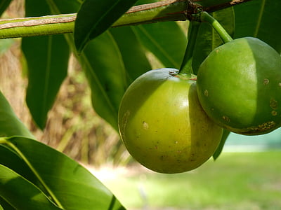 Citrus, Citrus træ, grøn frugt, frugt, mad, natur, blad