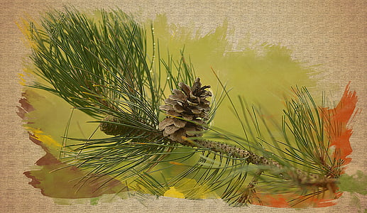 coniferous branch, needles, nature, pine cone, forest, coniferous tree, plant