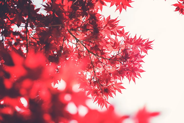 red, leaves, branches, trees, nature, tree, season