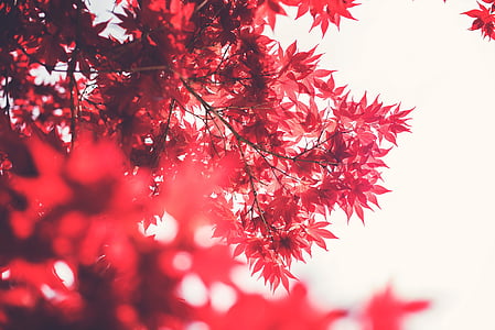 piros, levelek, ágak, fák, természet, fa, szezon