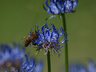 花, 蜜蜂, 开花, 绽放, 昆虫, 花粉, 自然