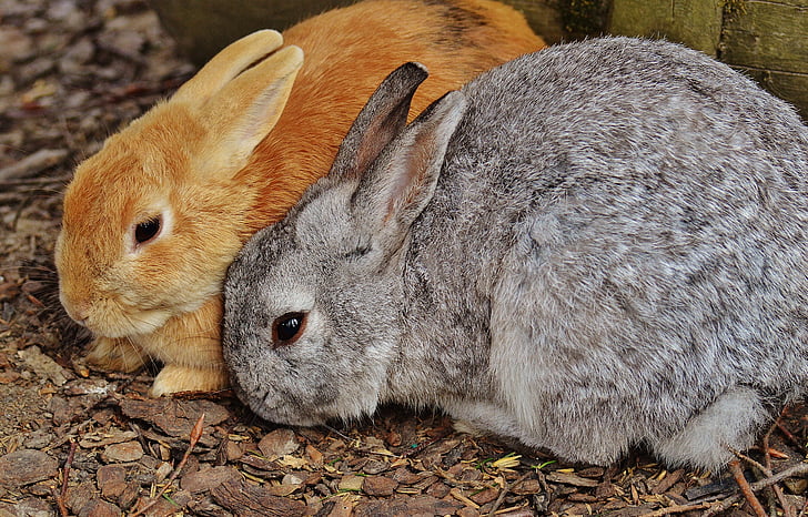ウサギ, wildpark poing, うさぎ, バニー, かわいい, 甘い, 毛皮
