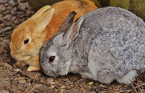 ウサギ, wildpark poing, うさぎ, バニー, かわいい, 甘い, 毛皮