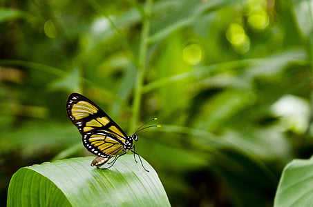 butterfly, leaf, anima, nature, plants, green, insect