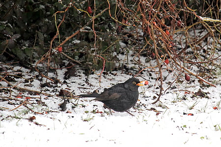 lind, Blackbird, talvel, otsides, Songbird, süüa