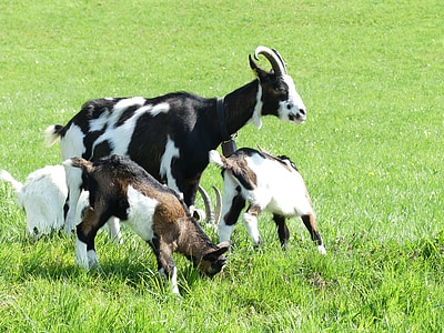goats, goat family, meadow, pasture, spring