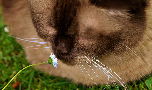 British shorthair, kaķis, dzīvnieku pasaule, mieze, mājas kaķis, spalva, dzīvnieku