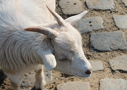 goat, pet, animal, kid, domestic goat, horns