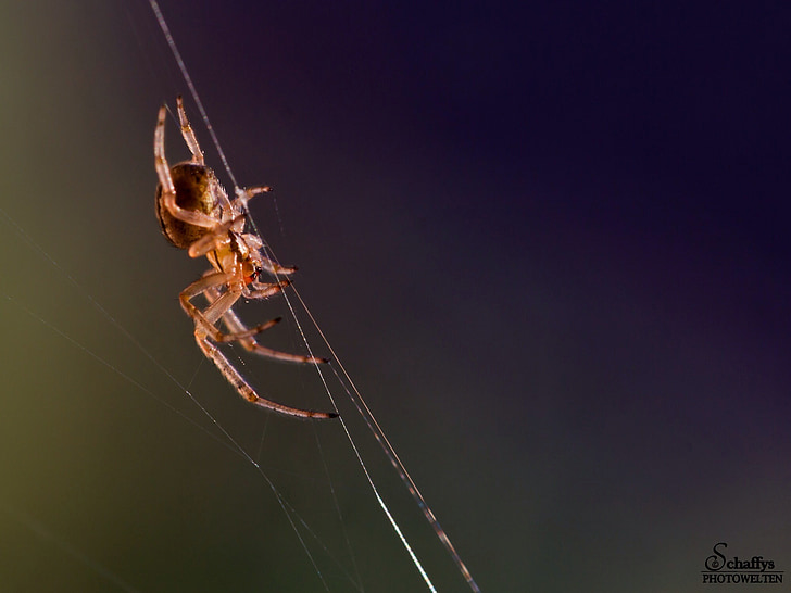 pajek, insektov, živali prosto živeče živali