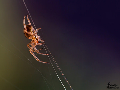 Aranha, inseto, vida selvagem de animais