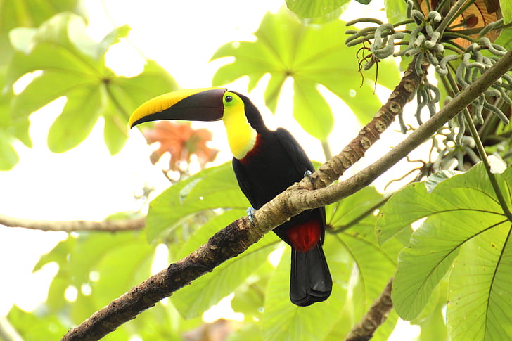 Toucan, kahverengi arka-toucan, Kosta Rika, Orta Amerika, tropik, tropikal, kuş