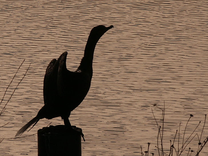 cormorant, white pelican, wings, black, river, animal, wildlife