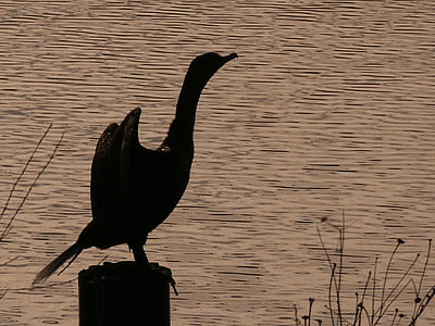 cormorant, Bồ nông trắng, đôi cánh, màu đen, sông, động vật, động vật hoang dã