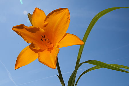 daylily, hemerocallis, day lily flower, flower, plant, nature, summer