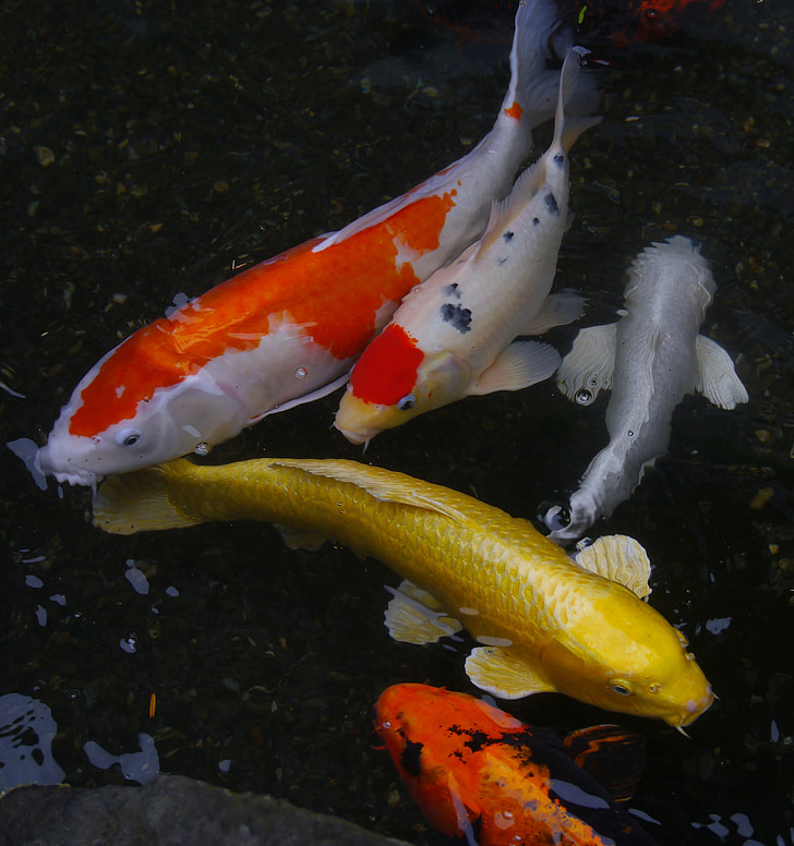 Akvarijní ryby, barevný kapr, Koi, ryby, chov, ostré, červená