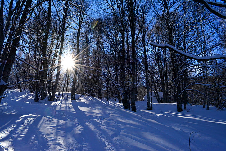 musim dingin, Gunung, sinar matahari, salju, pohon, biru, hutan