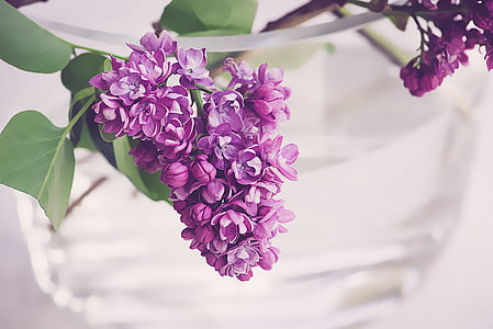lilac, purple, violet, spring, bloom, flowers, nature