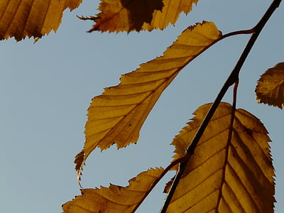 Leaf, listy, jeseň, hrab, Carpinus dubovo-hrabové lesy, biela buk, Breza skleníkových